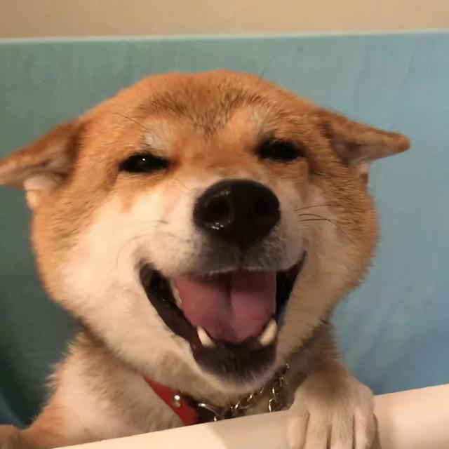 狗狗的名字可爱呆萌，第一次养狗养它轻松很多