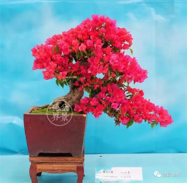 黄杨盆景大全，黄就成老师盆景精品欣赏