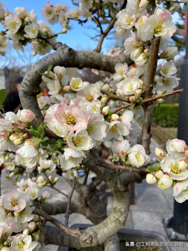 海棠哪个品种最好看，原来海棠有这么多品种
