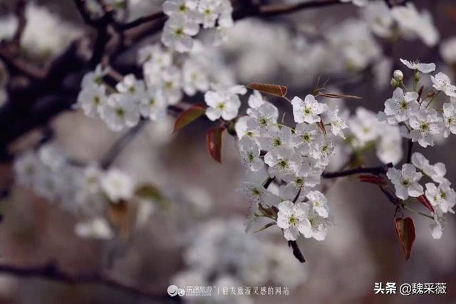 泰安荷花景点推荐，各种花儿次第开放