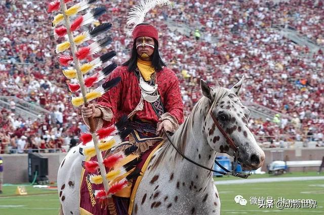 世界十大品种名马，世界上最强的五种马