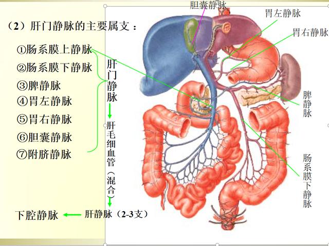 下腔静脉解剖图，颈外静脉分支血管解剖图（如何经肝脏测量下腔静脉图示）