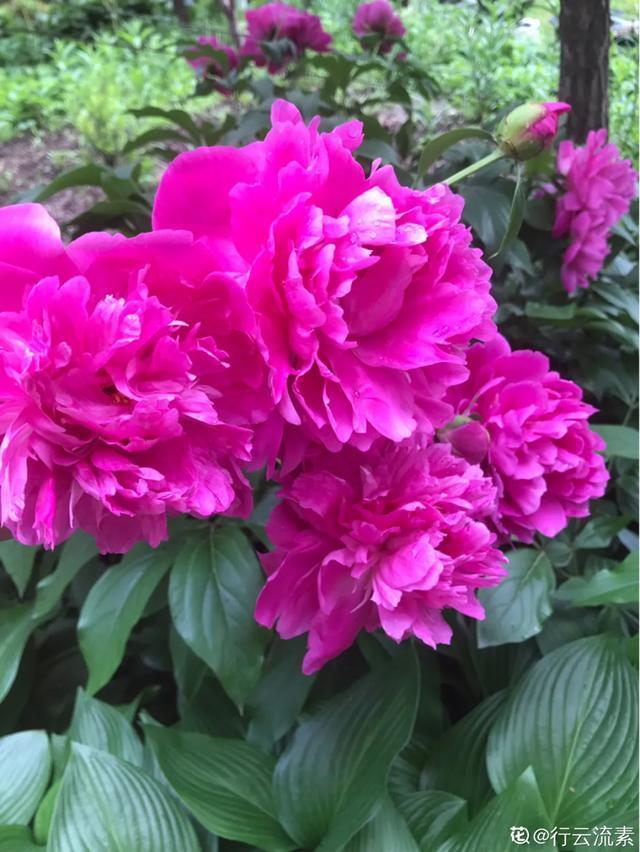 春夏秋冬四季什么花好看，这十种花几乎一年四季都开花