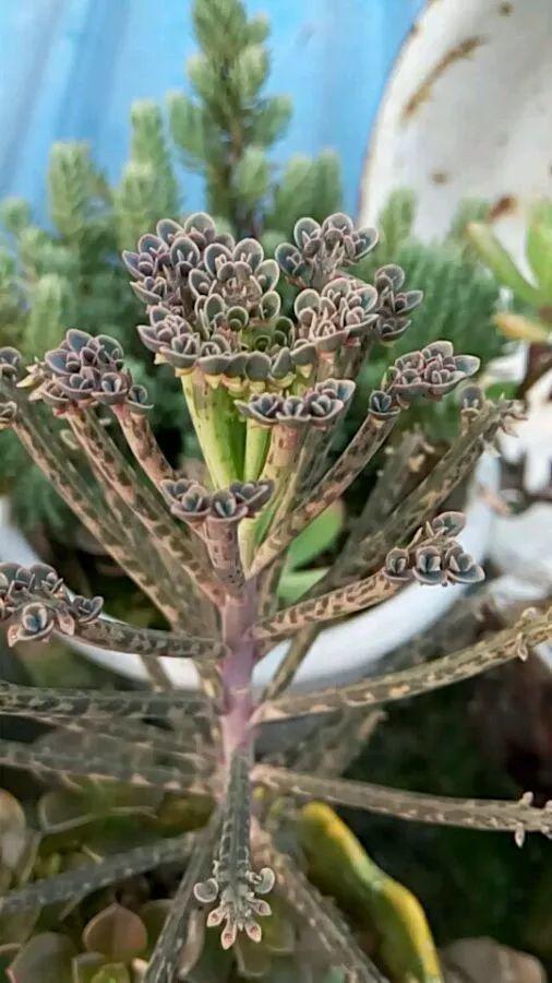 养着省心颜值高又爱长爆盆的多肉，这些多肉大普货