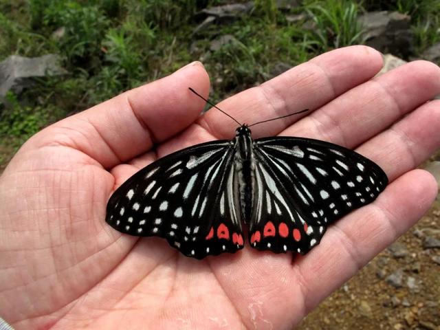 最常见的蝴蝶有哪几种，夏日赏蝶正当时
