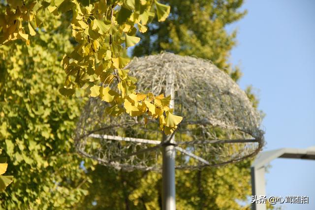 奥林匹克大道公园，奥林匹克公园美景图（小岛土著都不一定了解哦）