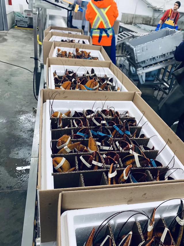 新西兰龙虾最新消息，加拿大龙虾了解一下
