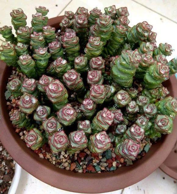 养着省心颜值高又爱长爆盆的多肉，这些多肉大普货