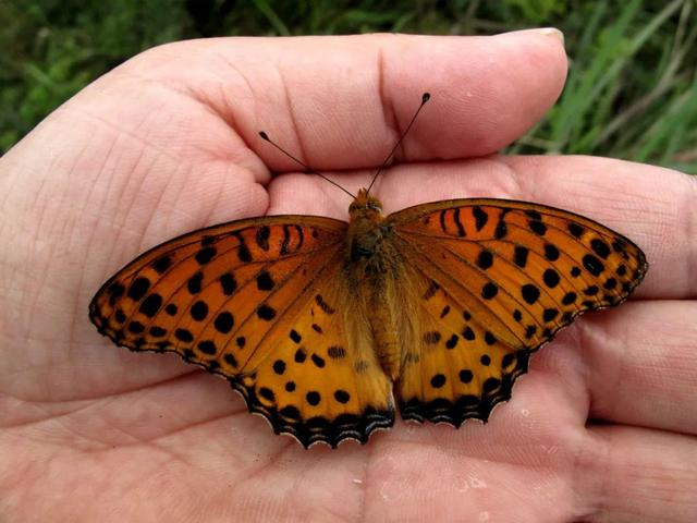 最常见的蝴蝶有哪几种，夏日赏蝶正当时
