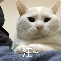 猫咪最喜欢听到的叫声，听说猫咪能发出100多种叫声