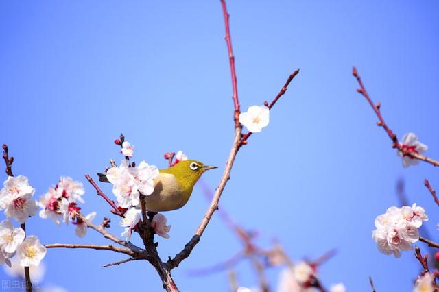杏花开的时节去赏花，又是一年杏花开