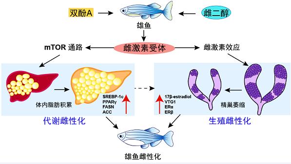 鱼肥胖激素(鱼体内有激素吗)