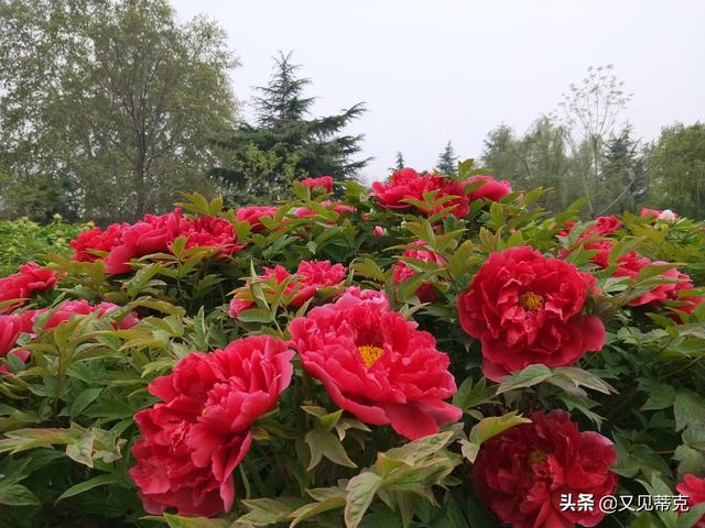 洛阳看牡丹花最值得去的公园，洛阳赏牡丹哪个公园更美