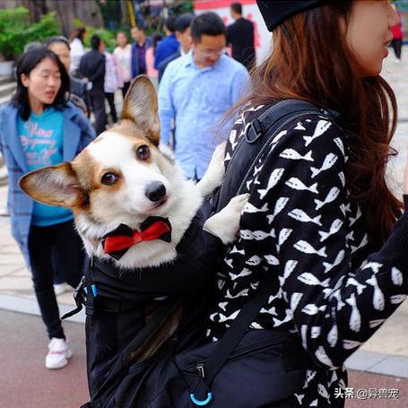 少数民族抬狗节，全世界最宠狗的民族