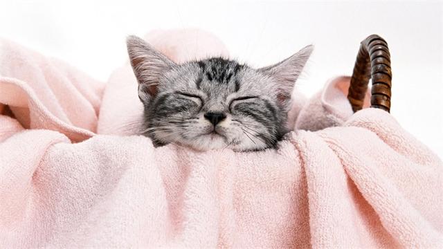 猫咪为什么怕黄瓜，揭秘猫咪为什么会怕黄瓜（猫为什么会害怕黄瓜）