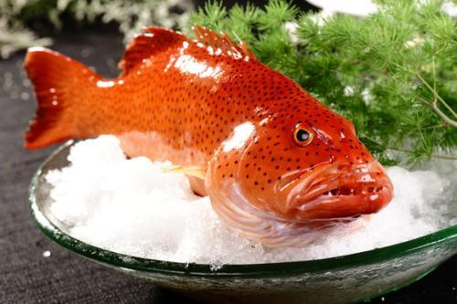 鱼中贵族石斑鱼，野生的顶级石斑鱼