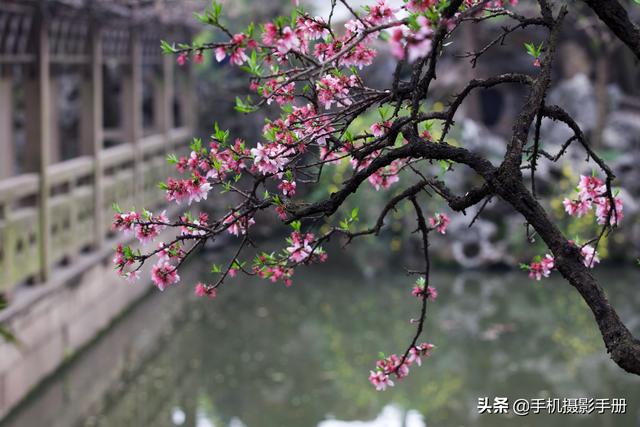 名城苏州欢迎您，苏州园林最好的古镇（9万多名高校新生）