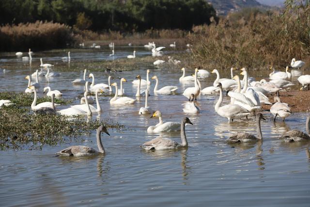 天鹅湖景区三门峡，三门峡天鹅湖国家湿地公园苍龙湖白天鹅