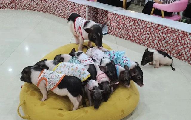 宠物咖啡馆是从什么时候流行的，为何如此受欢迎