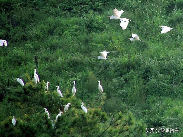 关于白鹭的诗句古诗四句，漠漠阴阴两组叠字好在哪里