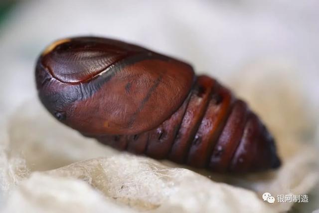 有哪些常见的飞蛾，自然记录蛾生一瞬