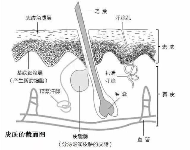 腋窝皮肤发黄是有腋臭(腋窝皮肤发黄是怎么回事啊女性)