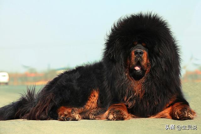 藏獒和狼谁厉害，藏獒和狼单打谁强（结果就清楚了许多）