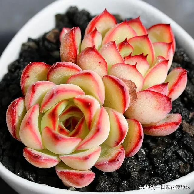 多肉花月夜外形介绍，12种多肉花月夜系多肉