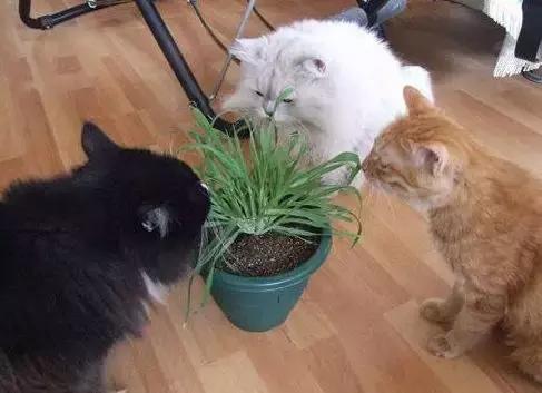 猫咪为什么痴迷吃草，猫咪为什么会吃草