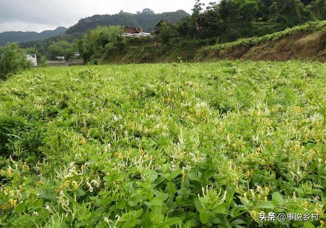 金银花种植技术，金银花种植的技术和管理（金银花好看又实用）