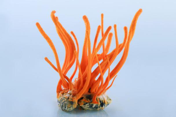 人工虫草与自然虫草区别，教你轻松辨别人工虫草和野生虫草