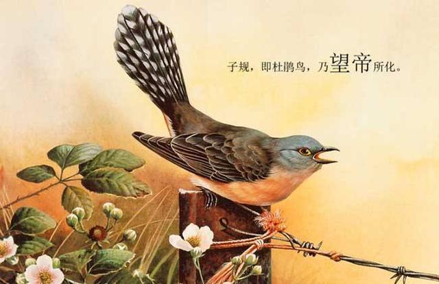 杜鹃啼血猿哀鸣，杜鹃啼血这个小故事