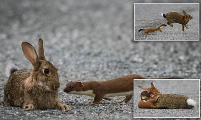 黄鼬真实长相复原图，因皮毛珍贵被人类捕杀