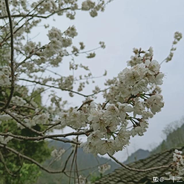 春夏秋冬四季什么花好看，这十种花几乎一年四季都开花