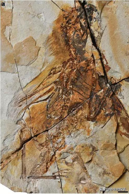 恐龙种类中脖子最长的腕龙，长颈巨龙的杰出代表