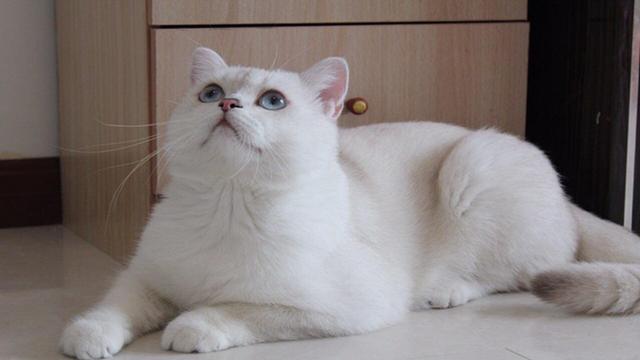 猫咪为什么怕黄瓜，揭秘猫咪为什么会怕黄瓜（猫为什么会害怕黄瓜）