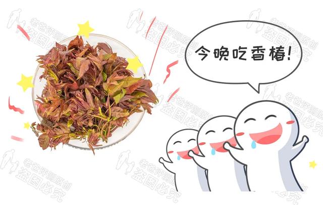 老人吃香椿炒鸡蛋进icu，老人吃香椿炒蛋中毒