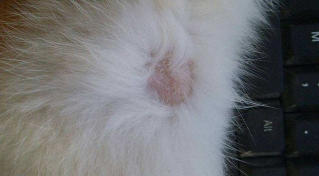 猫藓应该怎么治疗，猫藓为什么难根治