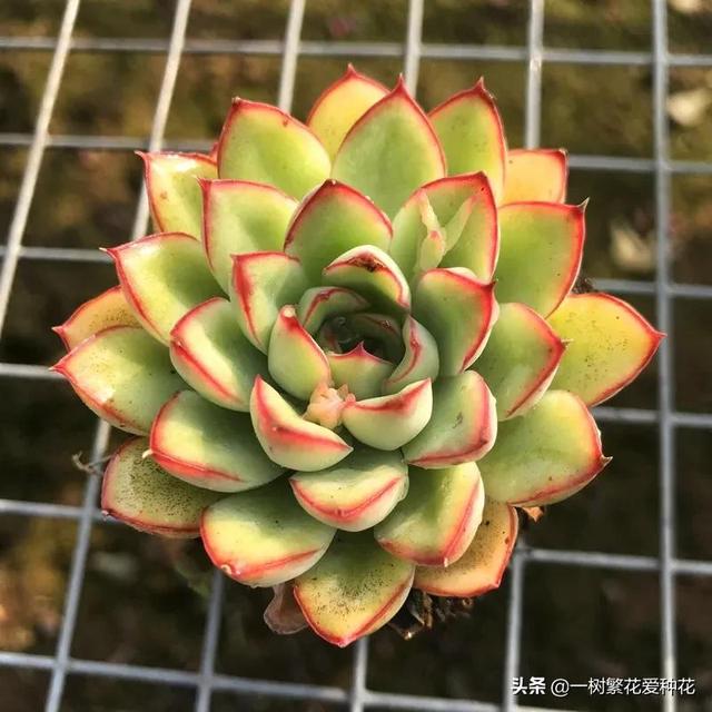 多肉花月夜外形介绍，12种多肉花月夜系多肉