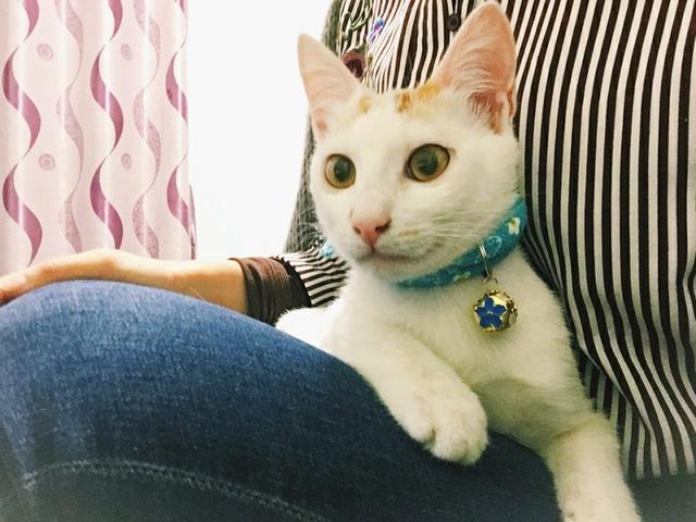 猫咪起什么名字最好听母猫，中国铲屎官绝对把气质
