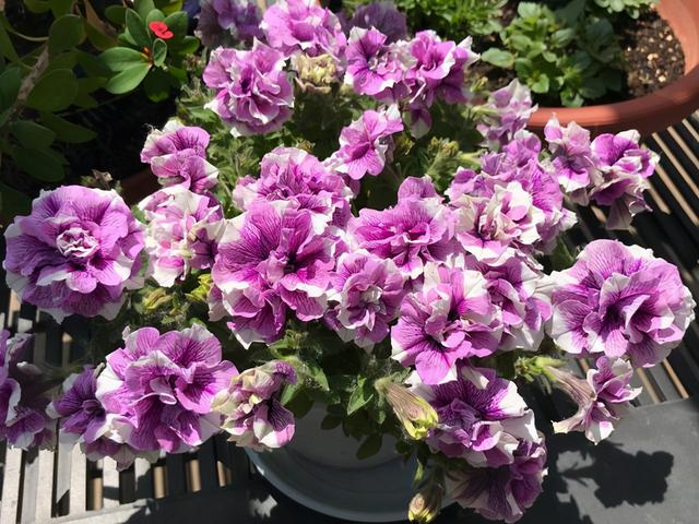 四季开花的植物，四季开花的6种植物（5种四季开花的植物）