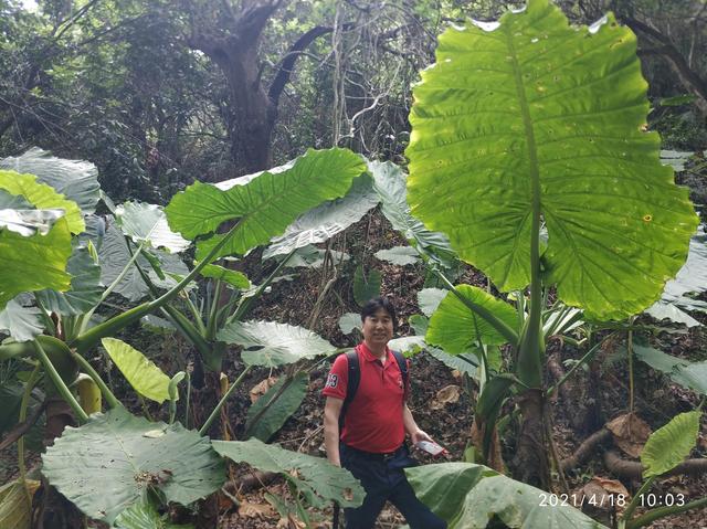 大王山森林公园，东莞大屏嶂森林公园官网