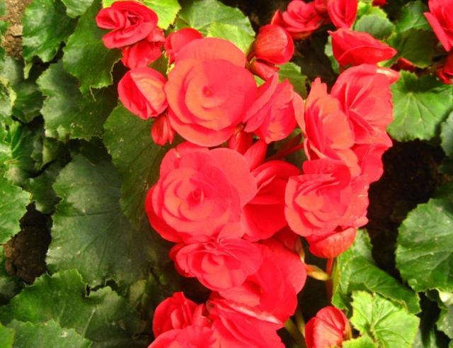 一年四季开花的海棠花，开花小巧花香足