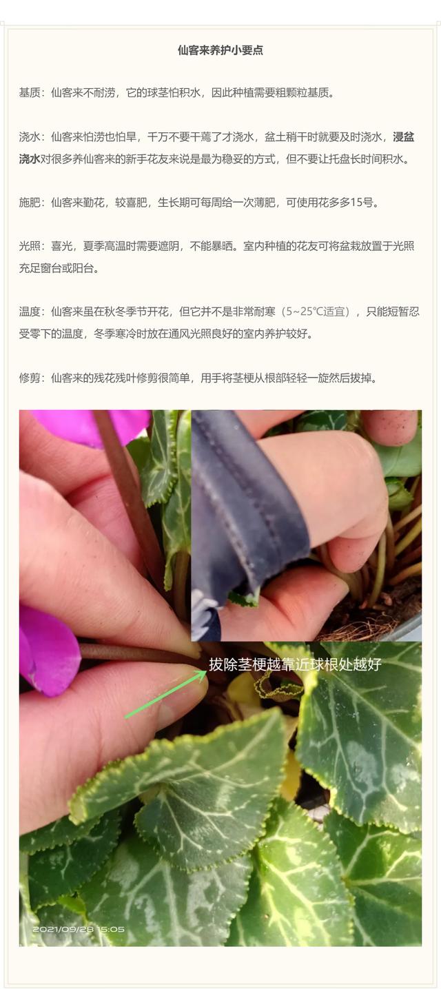 准备好迎接兔精灵，仙客来什么时候开花花期多长时间