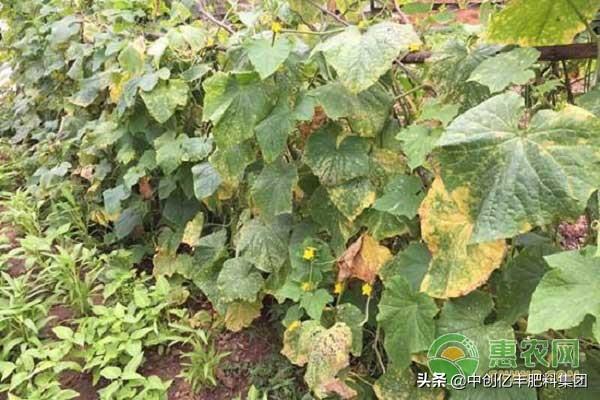 农作物叶子变黄是什么原因，农作物叶片发黄不知什么原因
