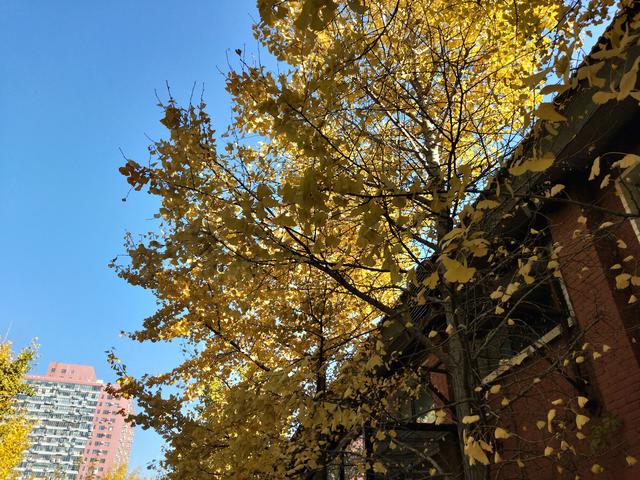 oppok1有什么特点，OPPOK1真机评测亮点全揭秘