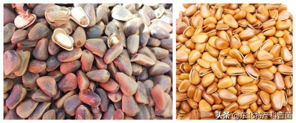 松子为什么那么贵，云南野生松子和普通松子区别（松子，勾起我的回忆）