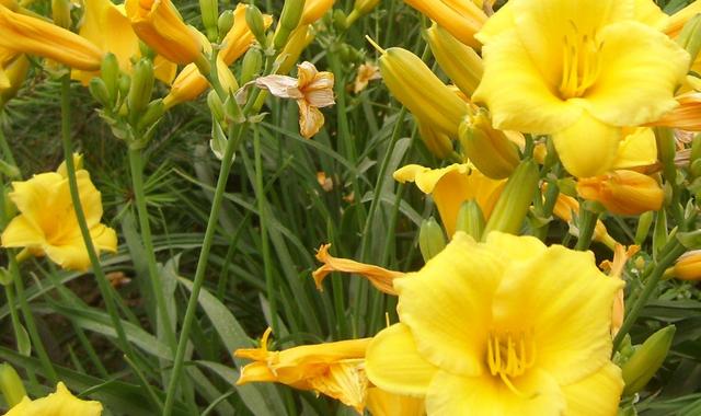 几种野生黄花菜，农村常见的野草