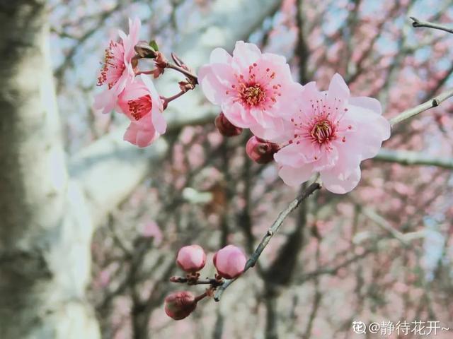 春夏秋冬四季什么花好看，这十种花几乎一年四季都开花