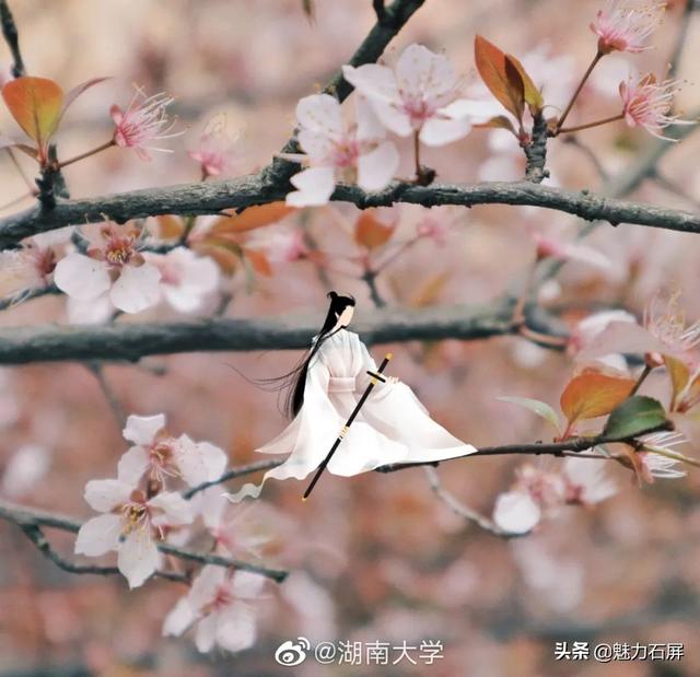 大学校花每一张都是壁纸，最美大学校花，哪个最漂亮